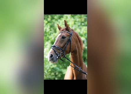 Westfalisk häst, Sto, 9 år, 175 cm, fux