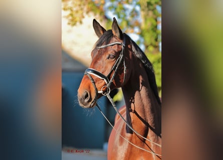 Westfalisk häst, Sto, 9 år, 176 cm, Mörkbrun