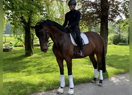 Westfalisk häst, Sto, 9 år, 176 cm, Mörkbrun