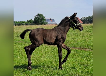 Westfalisk häst, Sto, Föl (05/2024), 168 cm, Svart