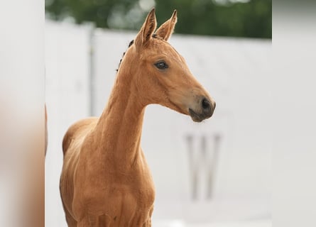 Westfalisk häst, Sto, Föl (04/2024), Gulbrun