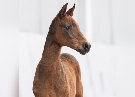 Westfalisk häst, Sto, Föl (01/2024), Mörkbrun