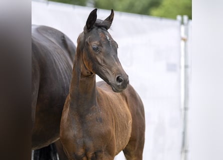 Westfalisk häst, Sto, Föl (05/2023), Mörkbrun