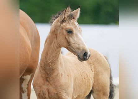 Westfalisk häst, Sto, Föl (04/2024), Palomino