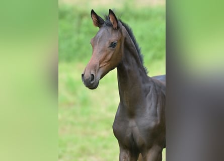 Westfalisk häst, Sto, Föl (05/2024), Rökfärgad svart