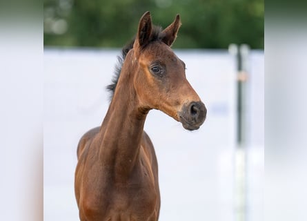 Westfalisk häst, Sto, Föl (06/2023), Rökfärgad svart