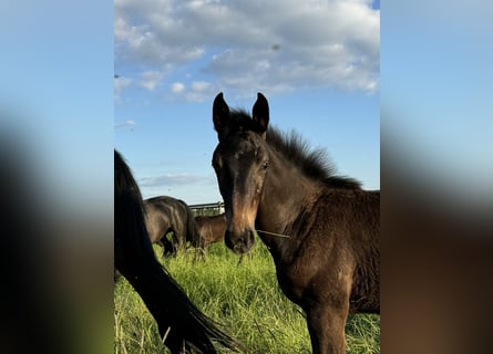 Westfalisk häst, Sto, Föl (03/2024), Rökfärgad svart