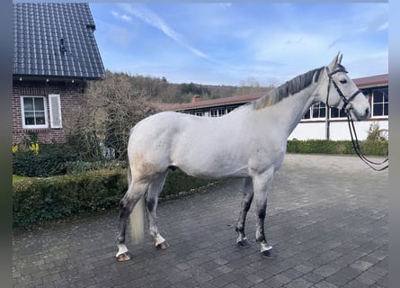 Westfalisk häst, Valack, 10 år, 167 cm, Grå
