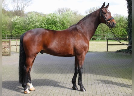 Westfalisk häst, Valack, 10 år, 173 cm, Brun
