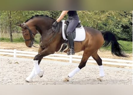 Westfalisk häst, Valack, 11 år, 178 cm, Brun
