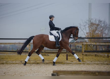Westfalisk häst, Valack, 12 år, 168 cm, Brun