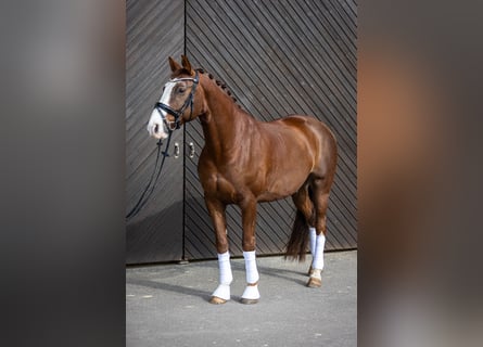 Westfalisk häst, Valack, 12 år, 170 cm, fux