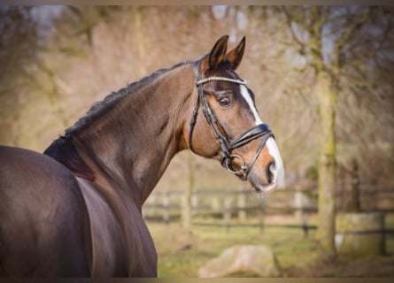 Westfalisk häst, Valack, 12 år, 170 cm, Mörkbrun