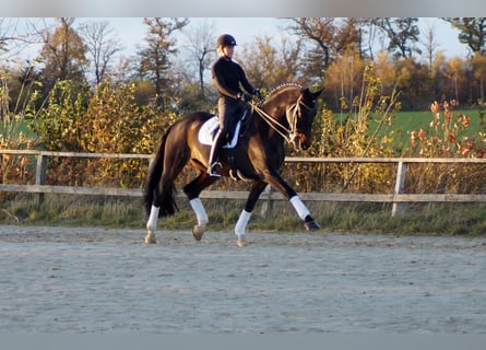 Westfalisk häst, Valack, 12 år, 173 cm, Mörkbrun