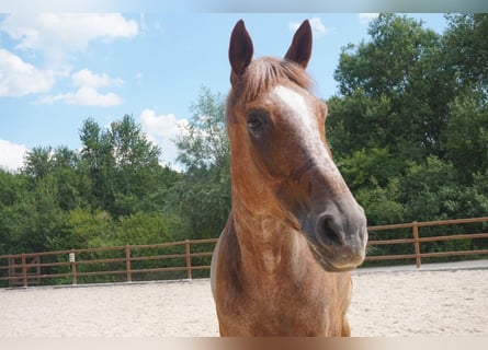 Westfalisk häst, Valack, 13 år, 172 cm, fux