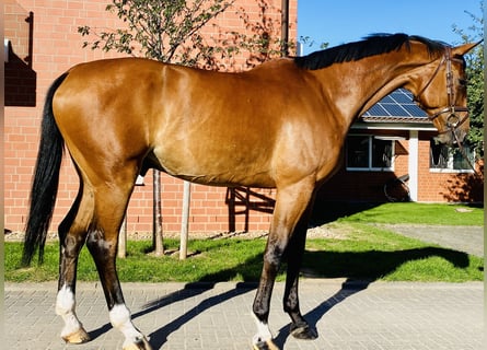 Westfalisk häst, Valack, 13 år, 173 cm, Brun