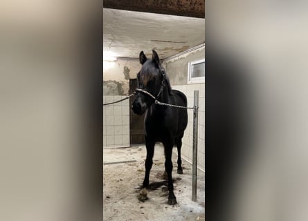 Westfalisk häst, Valack, 2 år, 155 cm, Mörkbrun