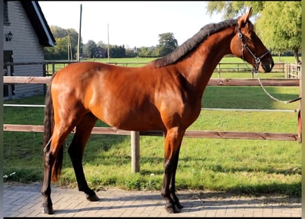 Westfalisk häst, Valack, 2 år, 166 cm, Brun