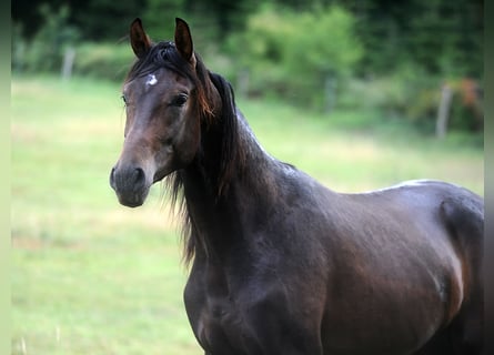 Westfalisk häst, Valack, 2 år, 167 cm, Mörkbrun