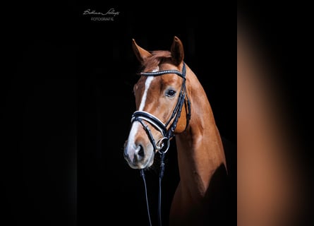 Westfalisk häst, Valack, 3 år, 156 cm, fux