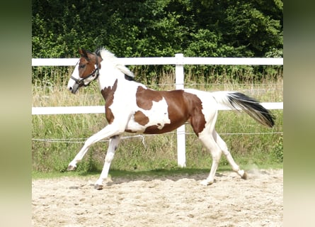 Westfalisk häst, Valack, 3 år, 160 cm, Pinto