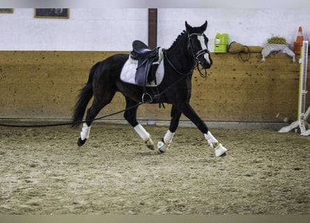 Westfalisk häst, Valack, 3 år, 160 cm, Svart