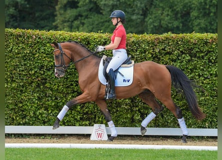 Westfalisk häst, Valack, 3 år, 164 cm, Brun