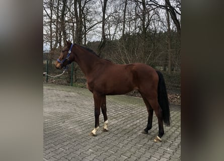 Westfalisk häst, Valack, 3 år, 165 cm, Brun