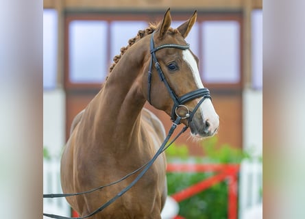 Westfalisk häst, Valack, 3 år, 169 cm, Fux