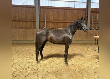 Westfalisk häst, Valack, 3 år, 169 cm, Mörkbrun