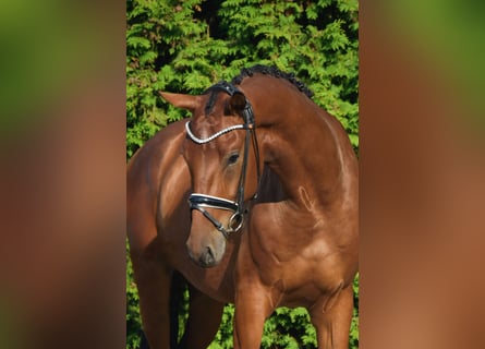 Westfalisk häst, Valack, 3 år, 170 cm, Brun