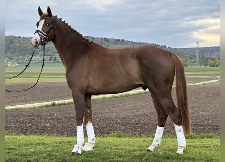 Westfalisk häst, Valack, 3 år, 170 cm, Fux