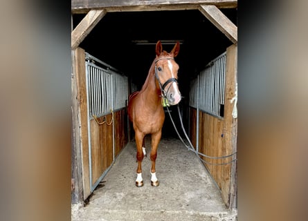 Westfalisk häst, Valack, 3 år, 170 cm, fux