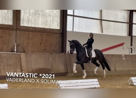 Westfalisk häst, Valack, 3 år, 170 cm, Svart