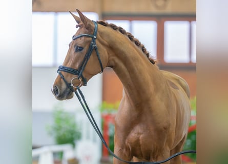 Westfalisk häst, Valack, 3 år, 171 cm, fux