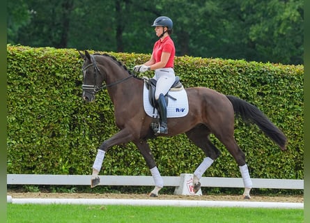 Westfalisk häst, Valack, 3 år, 173 cm, Svart