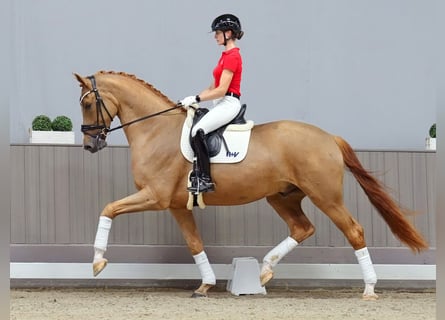 Westfalisk häst, Valack, 3 år, 178 cm, fux