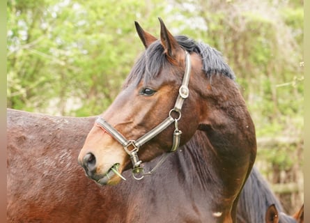 Westfalisk häst, Valack, 3 år, Brun