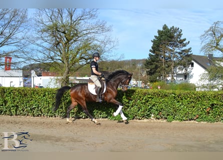 Westfalisk häst, Valack, 4 år, 160 cm, Brun