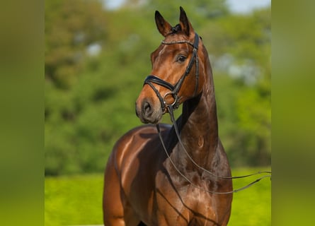 Westfalisk häst, Valack, 4 år, 162 cm, Brun