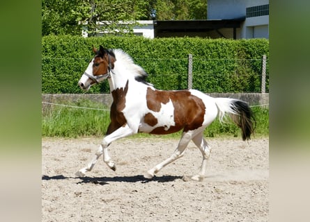 Westfalisk häst, Valack, 4 år, 162 cm, Pinto