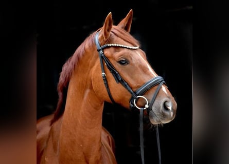 Westfalisk häst, Valack, 4 år, 164 cm, fux