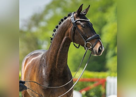 Westfalisk häst, Valack, 4 år, 165 cm, Brun