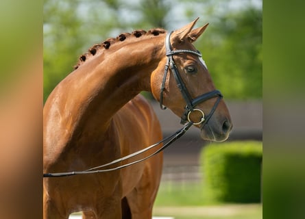 Westfalisk häst, Valack, 4 år, 165 cm, Fux
