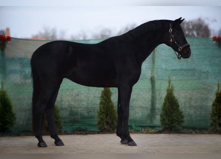 Westfalisk häst, Valack, 4 år, 165 cm, Svart