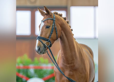 Westfalisk häst, Valack, 4 år, 166 cm, fux