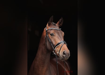 Westfalisk häst, Valack, 4 år, 166 cm, Mörkbrun