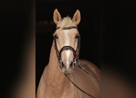 Westfalisk häst, Valack, 4 år, 166 cm, Palomino