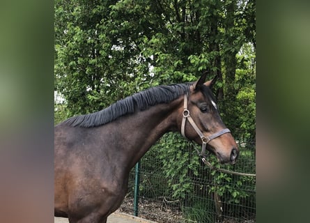 Westfalisk häst, Valack, 4 år, 166 cm, Rökfärgad svart