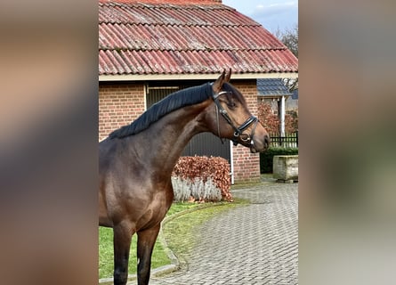 Westfalisk häst, Valack, 4 år, 167 cm, Brun